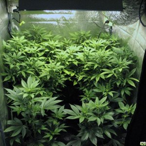 R & R grow, Sunset Kush & Pure Power Plant