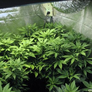 R & R grow, Sunset Kush & Pure Power Plant