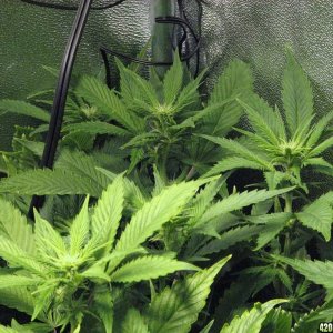 R & R grow, Sunset Kush & Pure Power Plant