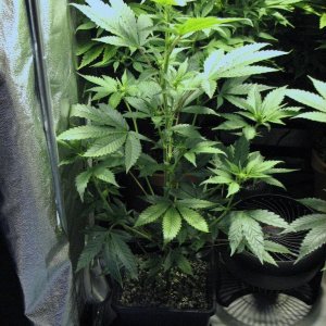 R & R grow, Sunset Kush & Pure Power Plant