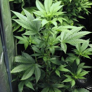 R & R grow, Sunset Kush & Pure Power Plant