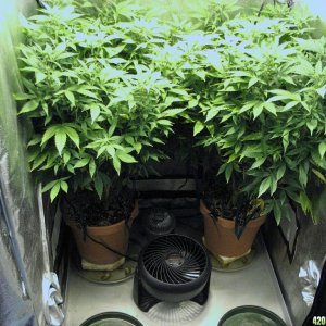 R & R grow, Sunset Kush & Pure Power Plant