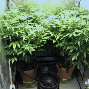 R & R grow, Sunset Kush & Pure Power Plant