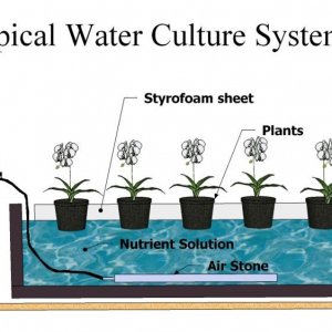 water-culture