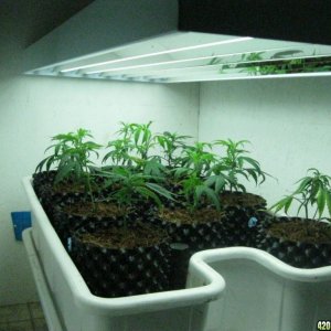 The Kush Nursery