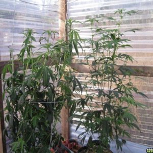 2011 Winter Greenhouse Grow