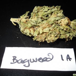 Woodsman Outdoors 'Water Cured Bagweed 1A'