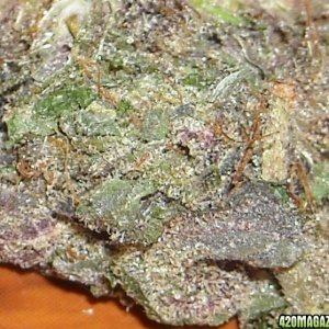 Purple kush close-up