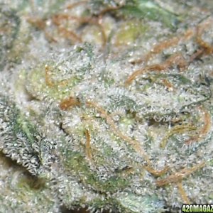 unknown strain close-up