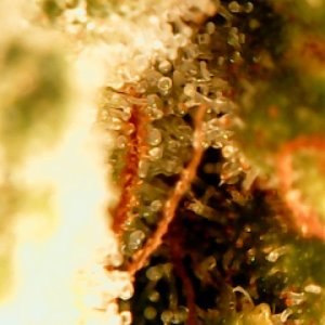 indica3810.JPG