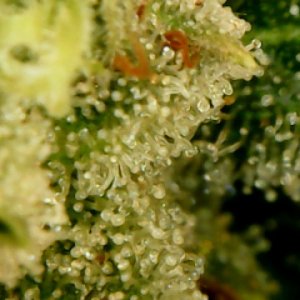 indica4810.JPG