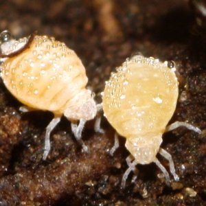 root-aphids-1.jpg