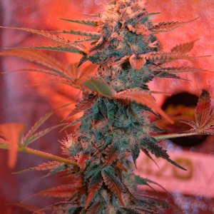 Chunky-Skunk-week8.JPG