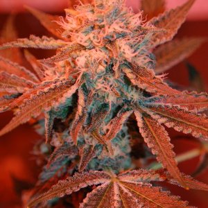 skunk-grow-journal-pic158.JPG