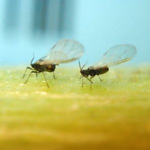 rice-root-aphid-alates-cannabis-stem.jpg