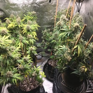 Clones 8-15-22 F66.jpg