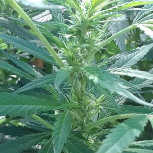 Space Grow 16 August 2022 Ebony side bud.jpg