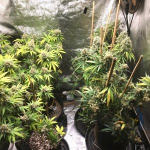 Clone tent 8-16-22 F67.jpg