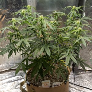 Day 40 Amnesia Auto 17 Aug.jpg