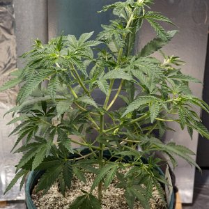 Day 40 Small Green Crack 17 Aug.jpg