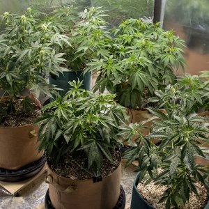 Day 40 The Girls 17 Aug.jpg