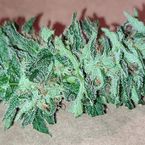 blue_dream_bud1.jpg