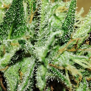 trichomes1.jpg