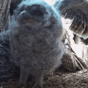 spreading-wings-tawny-owl.gif