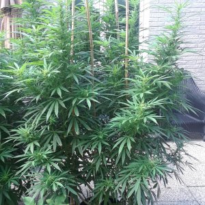 Space Grow 23 August 2022 Ebony.jpg