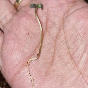 seedling root.jpg