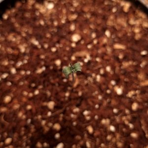 seedling standing.jpg