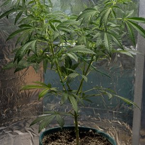 Day 47  Green Crack Maxi 24 Aug.jpg