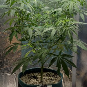 Day 47 Green Crack 24 Aug.jpg