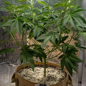 Day 45 Durban Poison 24 Aug.jpg