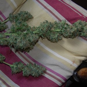 branch-of-chunky-skunk-buds.JPG