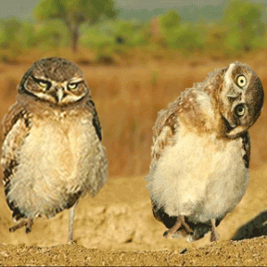 owl-79.gif