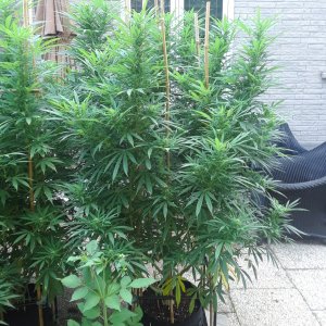 Space Grow 30 August 2022 Ebony.jpg