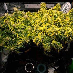 5988586_grow-journal-by-savvage61herbies-seedsgodzilla-cookies-auto.jpg