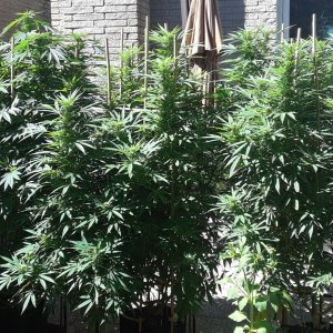 Space Grow 01 September 2022.jpg