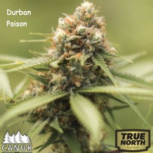 Durban Poison bud.JPG