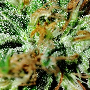 cbg_trichomes_cam1.jpg