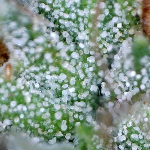 cbg_trichomes1.jpg