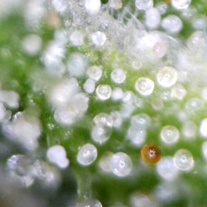 cbg_trichomes2.jpg