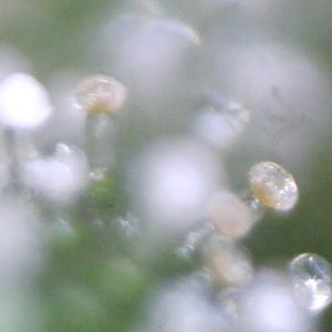 cbg_trichomes3.jpg