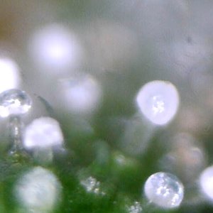 cbg_trichomes4.jpg