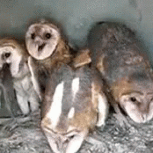 owls-owl.gif