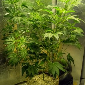 Day 8 Durban Poison 4 Sept.jpg