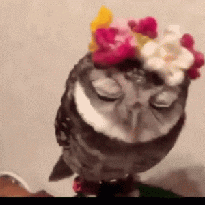 owl-cute-owl.gif