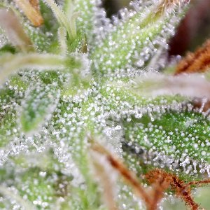 ringo_trichomes1.jpg