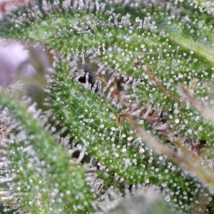 ringo_trichomes2.jpg